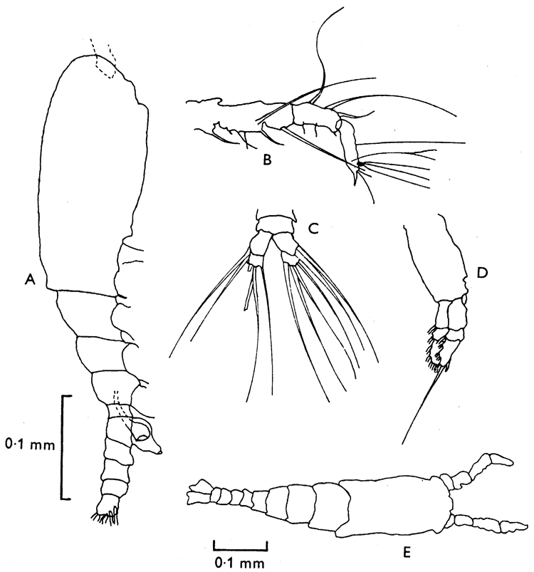 Species Monstrilla minuta - Plate 1 of morphological figures