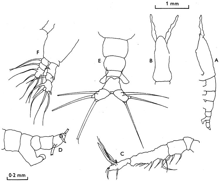 Species Cymbasoma similirostratum - Plate 1 of morphological figures