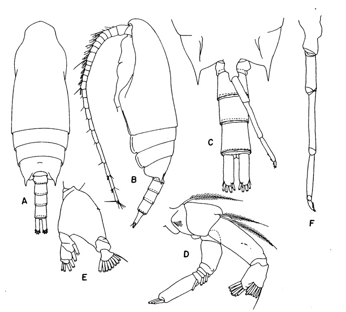 Species Aetideus australis - Plate 3 of morphological figures