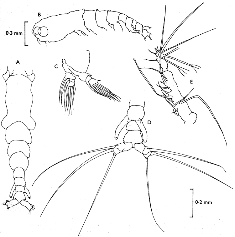 Species Cymbasoma pallidum - Plate 2 of morphological figures