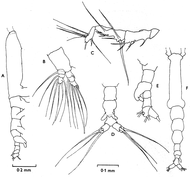 Species Cymbasoma tenue - Plate 4 of morphological figures