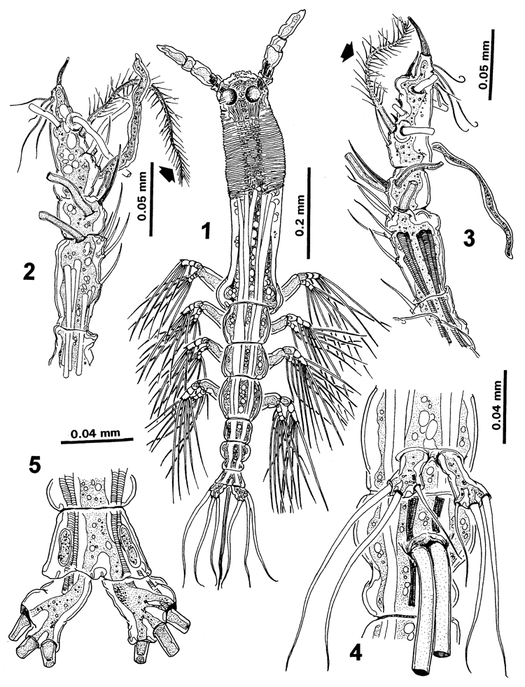 Espce Cymbasoma striatum - Planche 2 de figures morphologiques