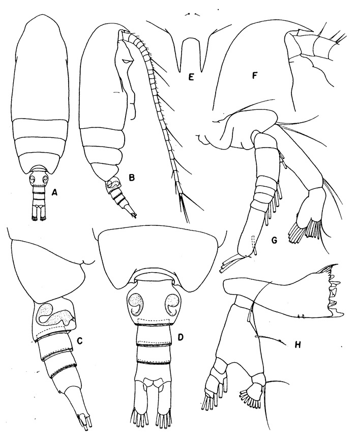 Species Aetideus arcuatus - Plate 2 of morphological figures