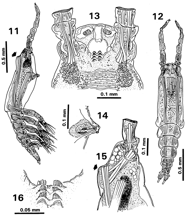 Espce Cymbasoma javensis - Planche 2 de figures morphologiques