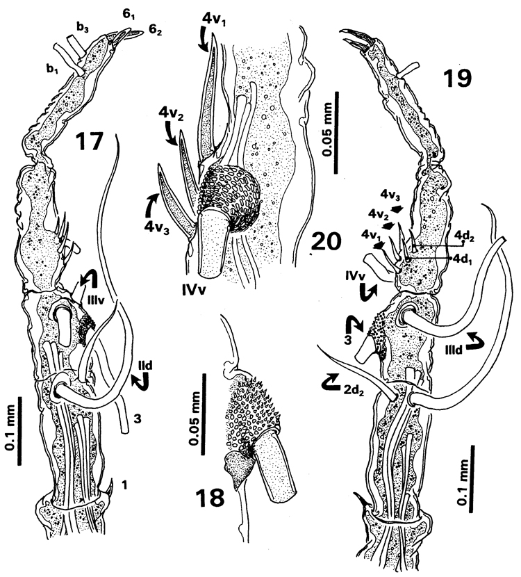 Species Cymbasoma javensis - Plate 3 of morphological figures