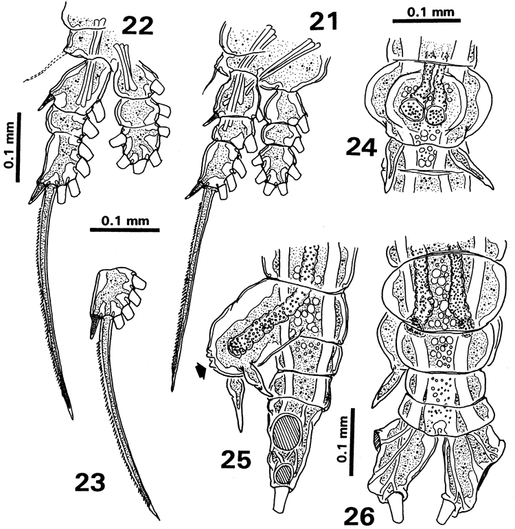 Espce Cymbasoma javensis - Planche 4 de figures morphologiques