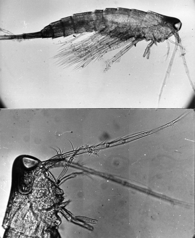 Espèce Oculosetella gracilis - Planche 2 de figures morphologiques