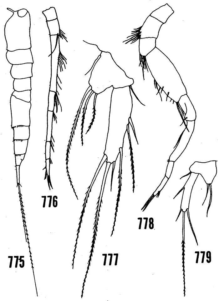 Espce Oculosetella gracilis - Planche 1 de figures morphologiques