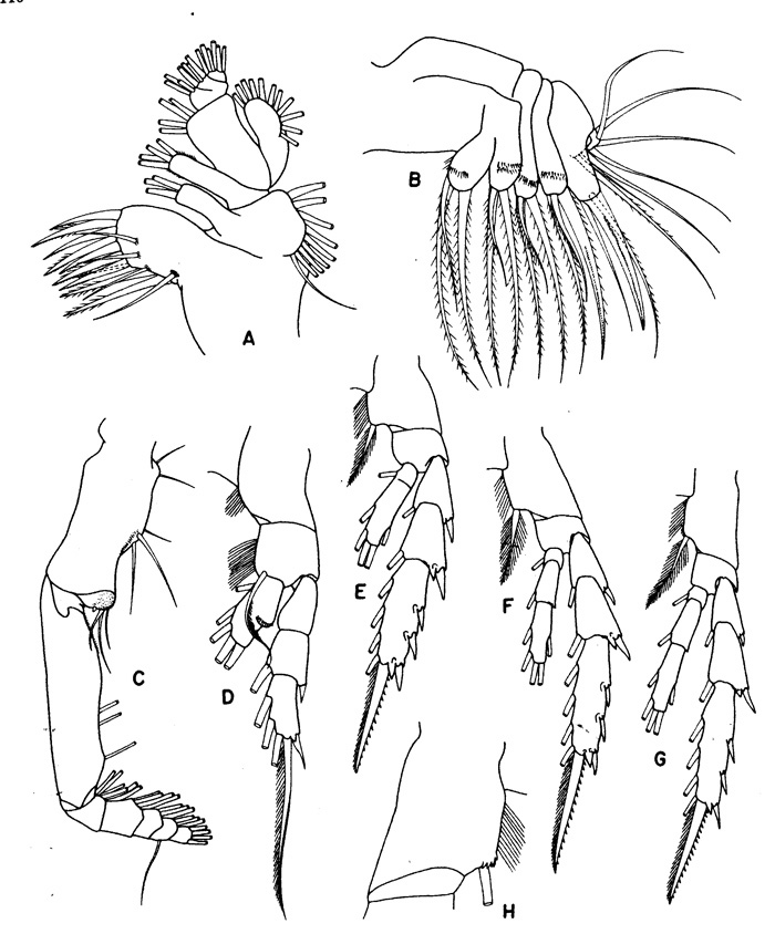 Species Aetideus arcuatus - Plate 3 of morphological figures