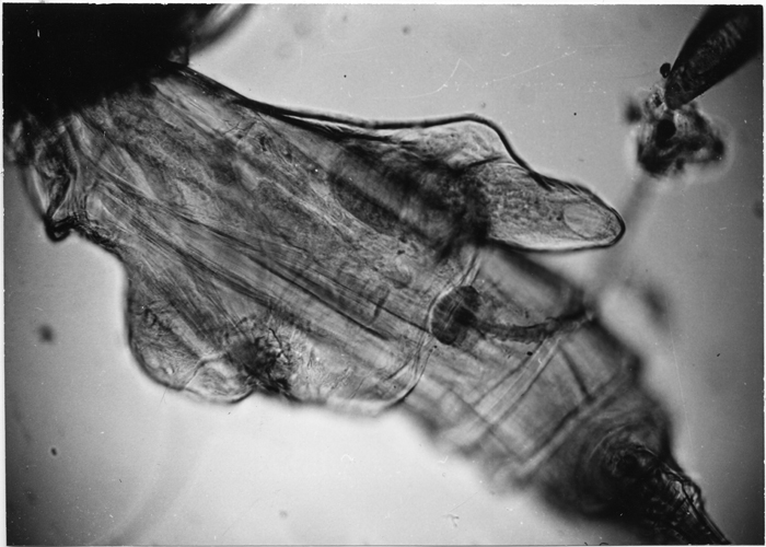Espèce Euchirella messinensis - Planche 13 de figures morphologiques