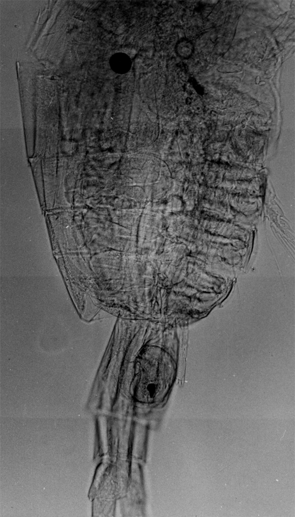 Species Pleuromamma gracilis - Plate 5 of morphological figures