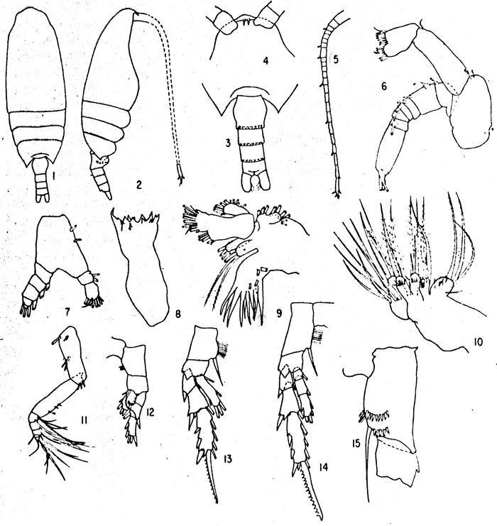 Species Paivella inaciae - Plate 7 of morphological figures
