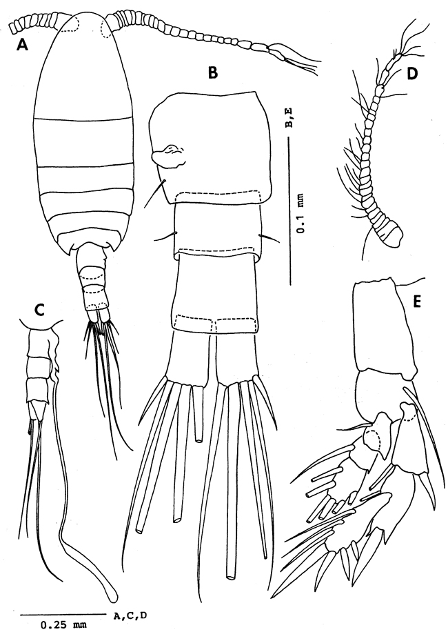 Espce Exumella mediterranea - Planche 7 de figures morphologiques
