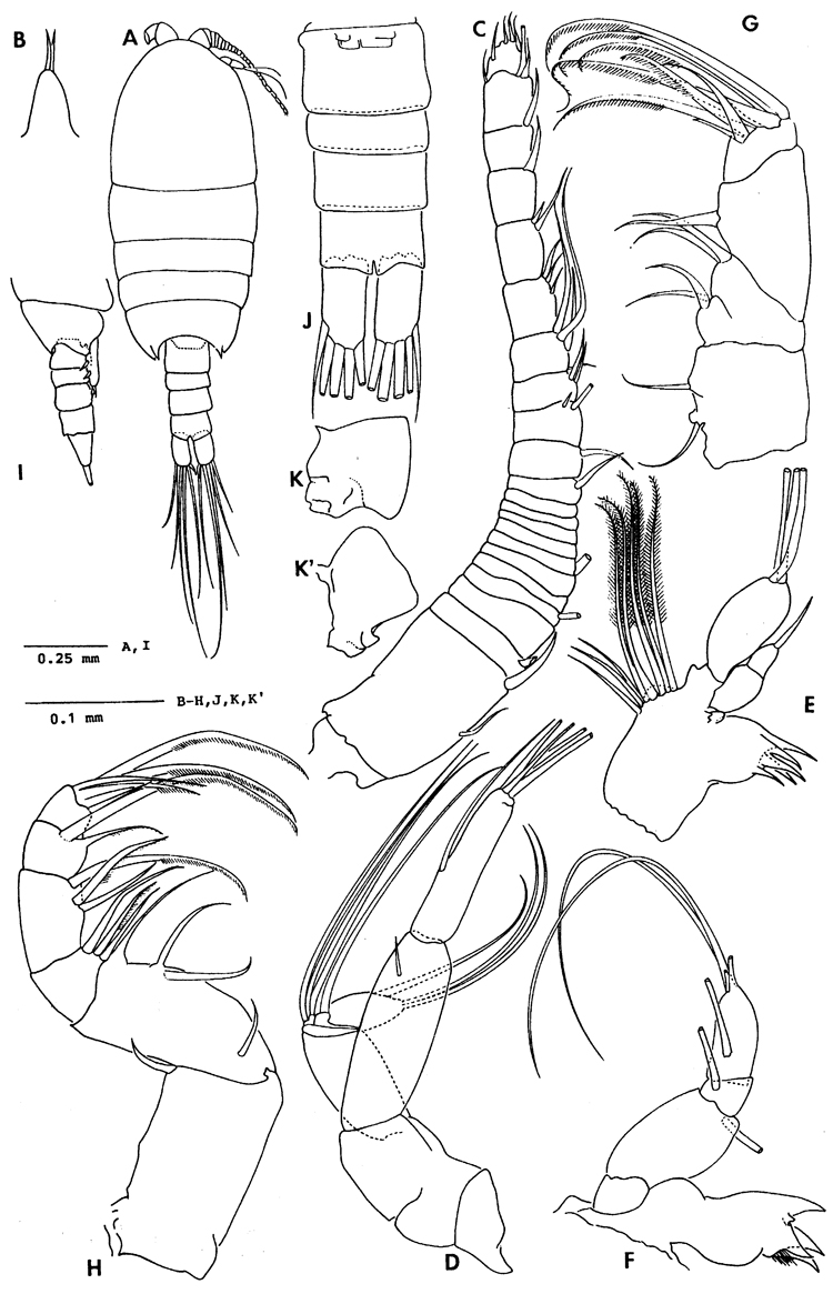 Species Paramisophria ammophila - Plate 1 of morphological figures