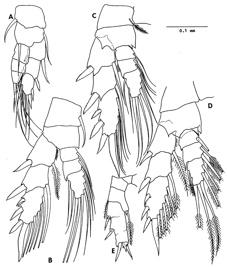 Espce Paramisophria ammophila - Planche 2 de figures morphologiques