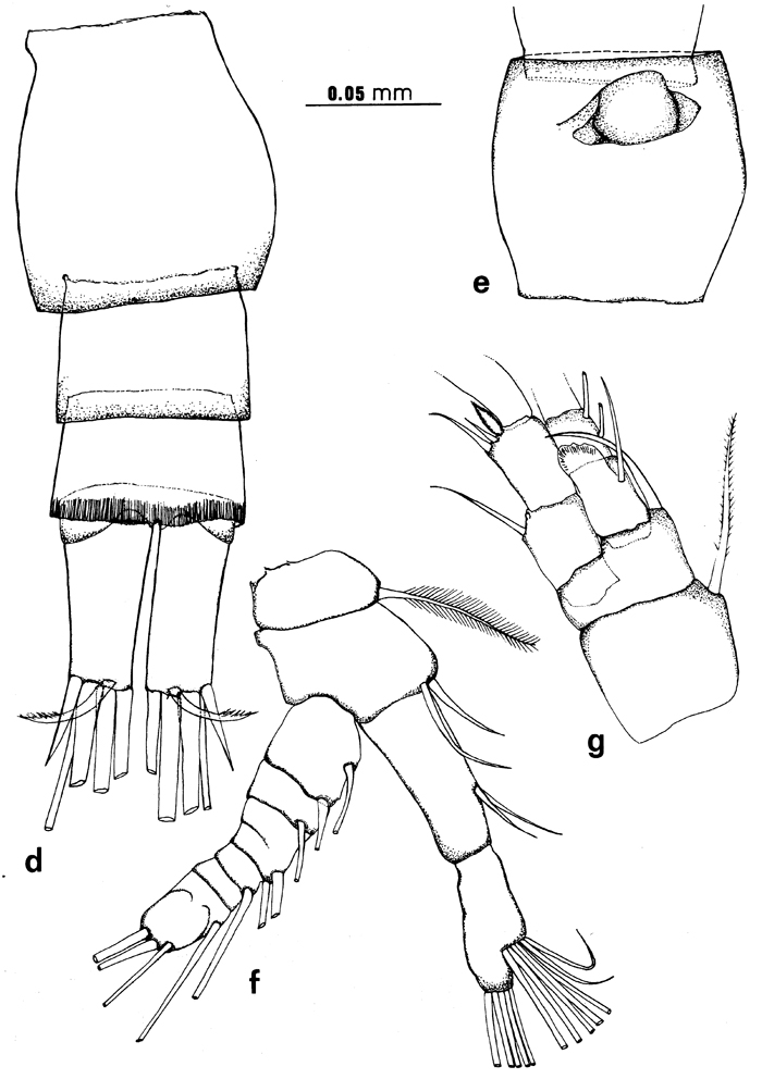 Espce Ridgewayia marki minorcaensis - Planche 2 de figures morphologiques