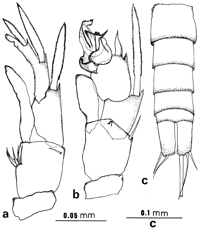 Espce Ridgewayia marki minorcaensis - Planche 4 de figures morphologiques
