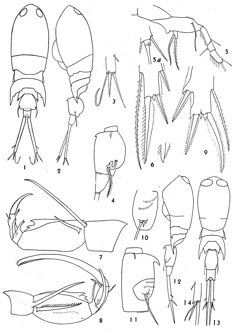 Espèce Corycaeus (Ditrichocorycaeus) subulatus - Planche 1 de figures morphologiques