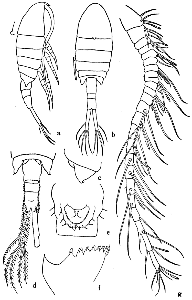 Species Eurytemora arctica - Plate 1 of morphological figures