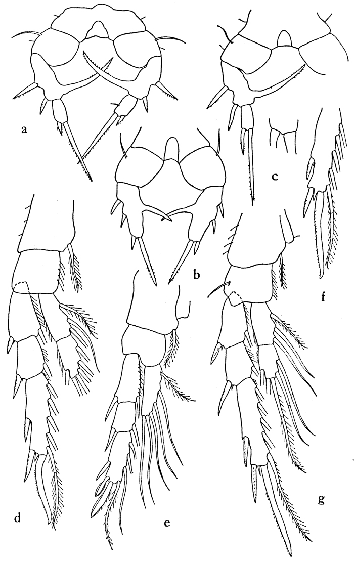 Espce Eurytemora arctica - Planche 3 de figures morphologiques