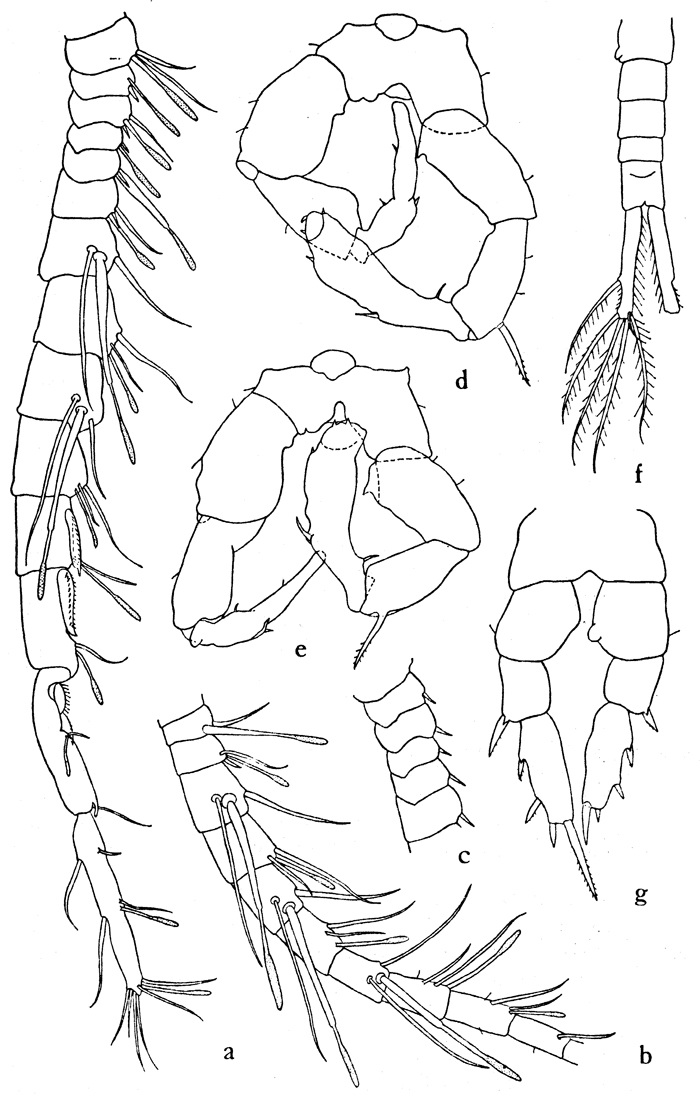 Espce Eurytemora arctica - Planche 4 de figures morphologiques