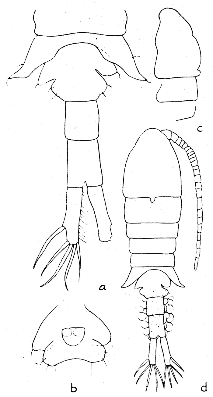 Espce Eurytemora yukonensis - Planche 1 de figures morphologiques