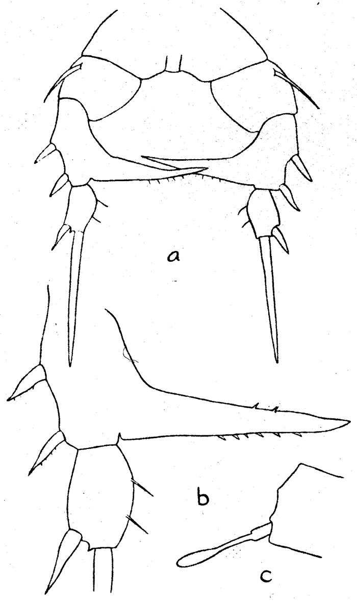 Espce Eurytemora yukonensis - Planche 2 de figures morphologiques