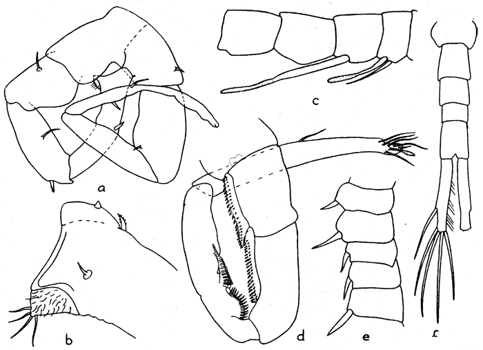 Species Eurytemora yukonensis - Plate 5 of morphological figures