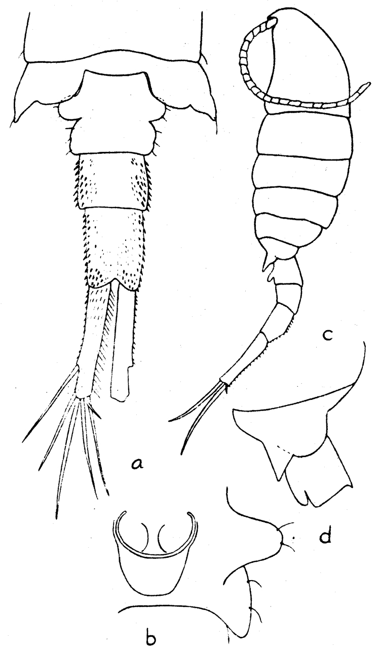 Species Eurytemora composita - Plate 1 of morphological figures