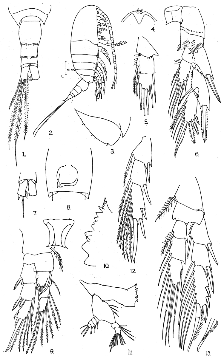 Espce Ridgewayia gracilis - Planche 1 de figures morphologiques