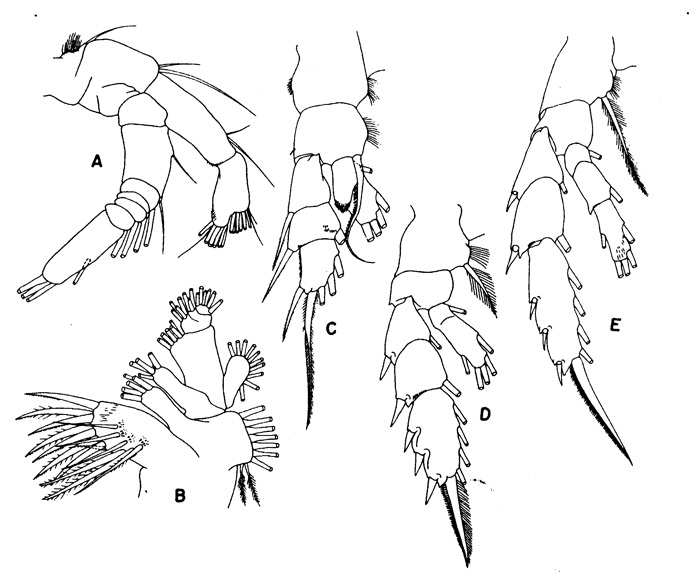 Species Aetideopsis minor - Plate 2 of morphological figures