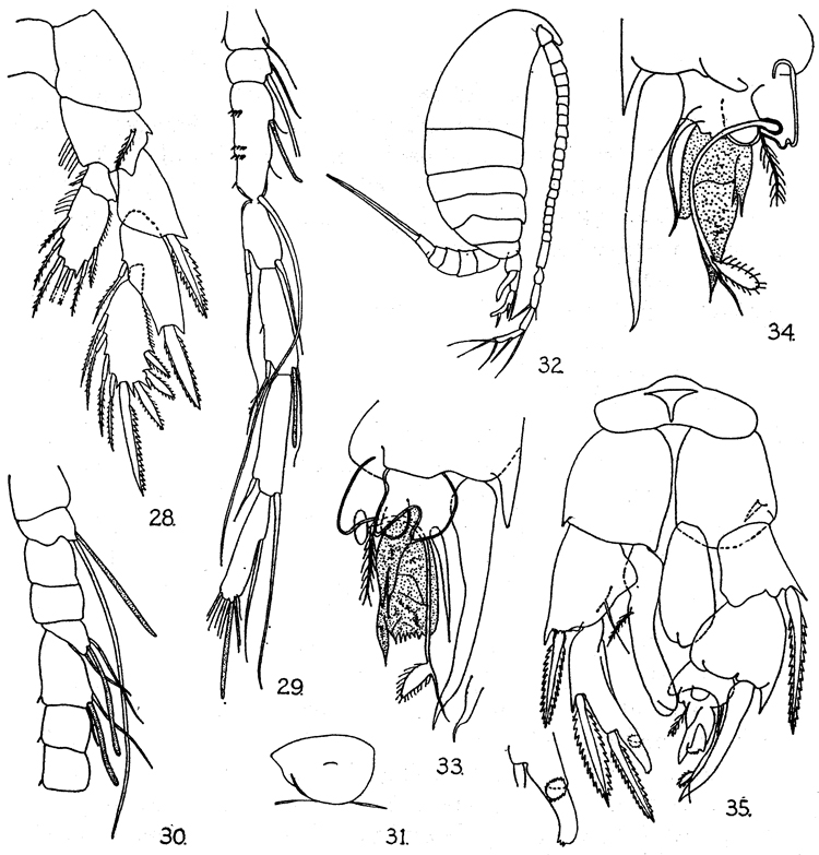 Species Ridgewayia shoemakeri - Plate 2 of morphological figures
