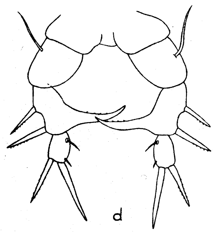 Species Eurytemora composita - Plate 3 of morphological figures