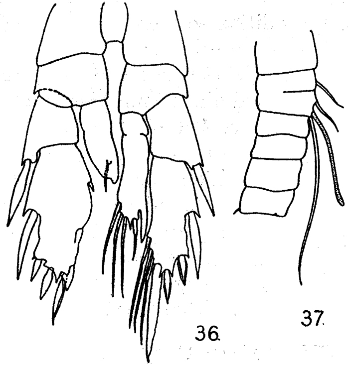 Espce Ridgewayia sp. - Planche 1 de figures morphologiques