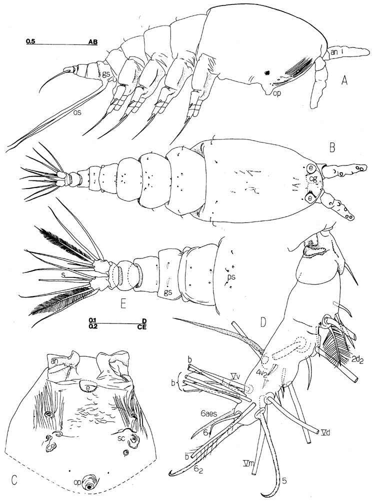 Espce Caromiobenella hamatapex - Planche 1 de figures morphologiques