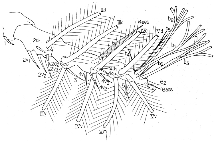 Espce Caromiobenella hamatapex - Planche 2 de figures morphologiques