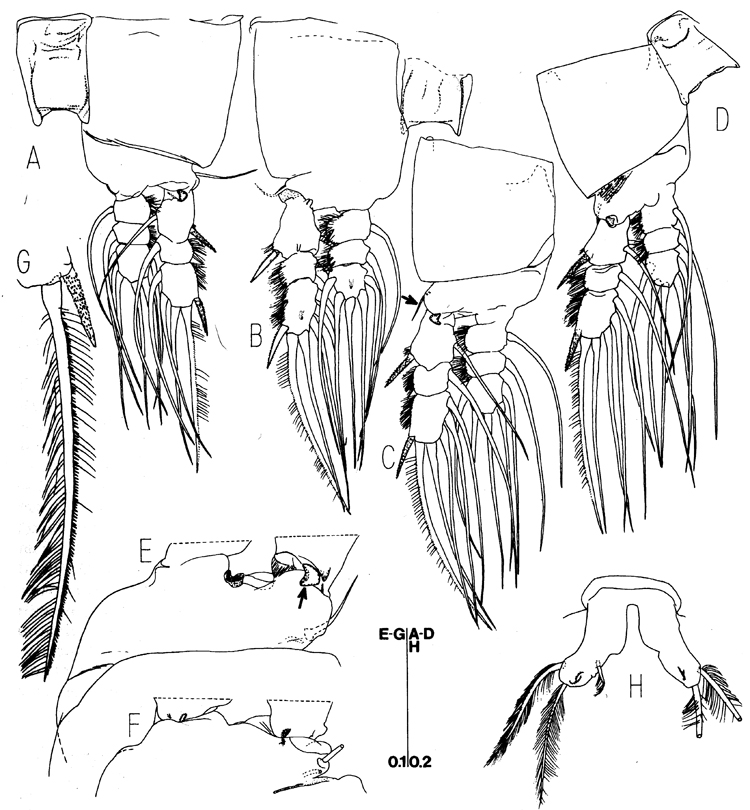 Species Caromiobenella hamatapex - Plate 3 of morphological figures