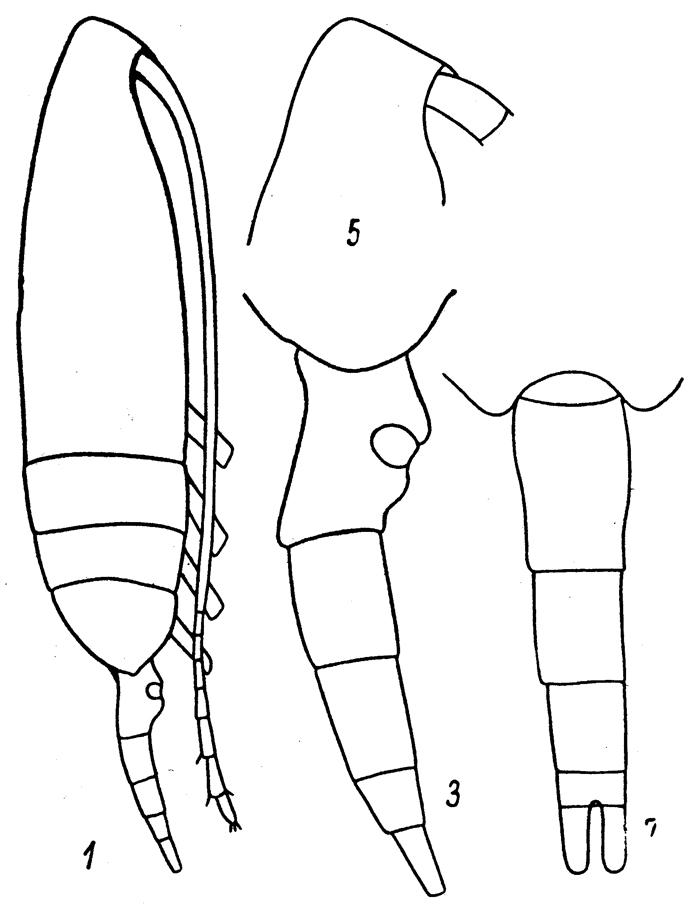 Espèce Pseudocalanus minutus - Planche 6 de figures morphologiques
