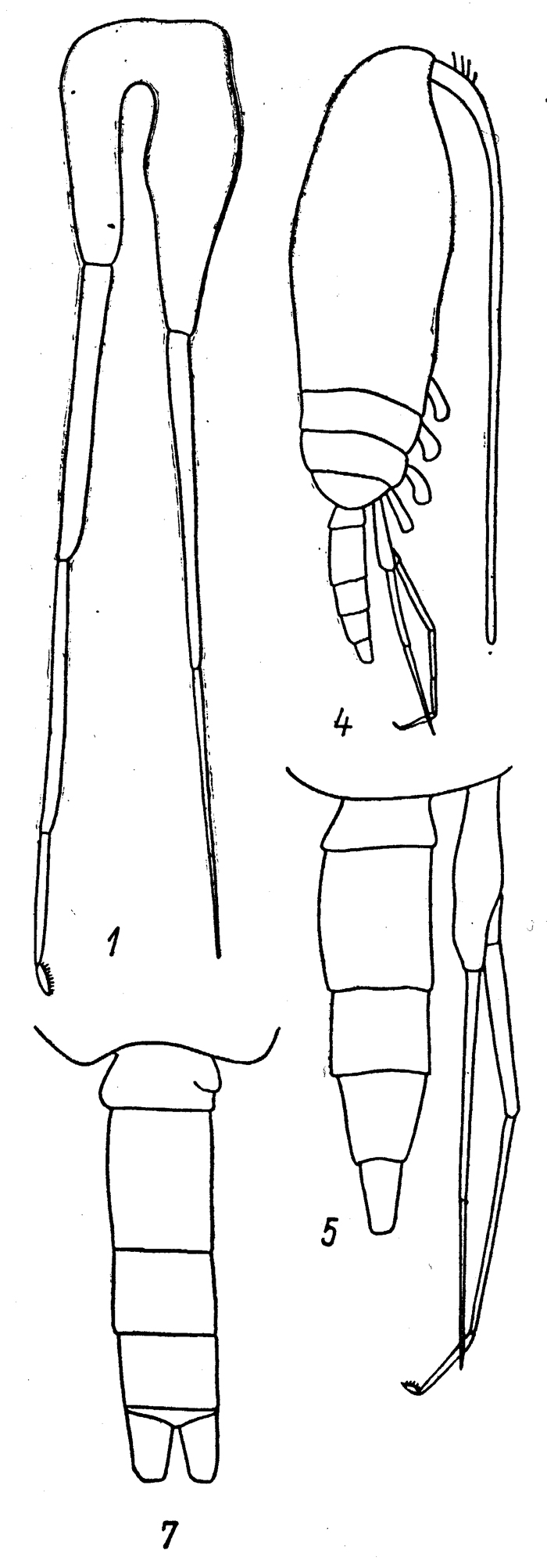 Species Pseudocalanus minutus - Plate 7 of morphological figures