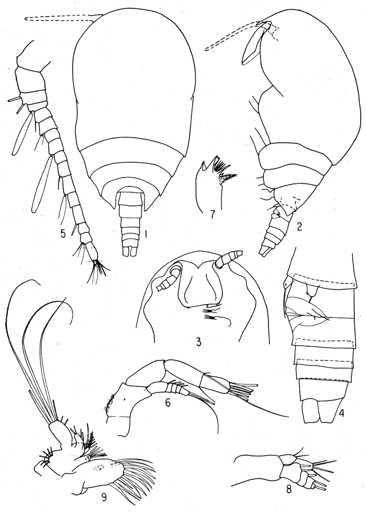Species Benthomisophria cornuta - Plate 1 of morphological figures