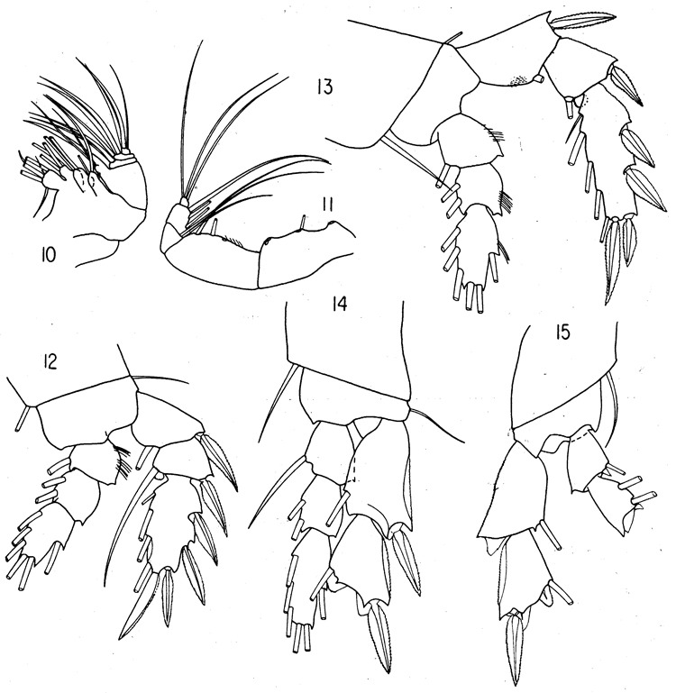 Espce Benthomisophria cornuta - Planche 2 de figures morphologiques