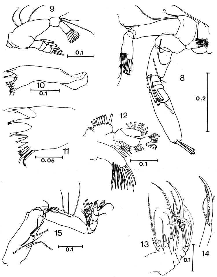 Espèce Cenognatha antarctica - Planche 2 de figures morphologiques