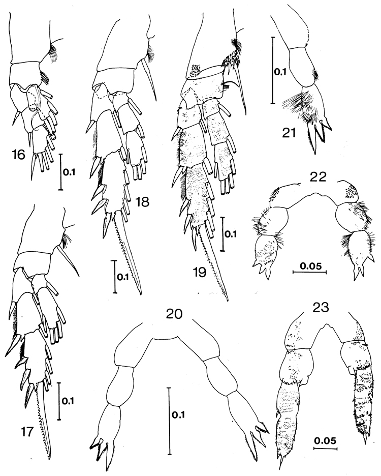 Espèce Cenognatha antarctica - Planche 3 de figures morphologiques