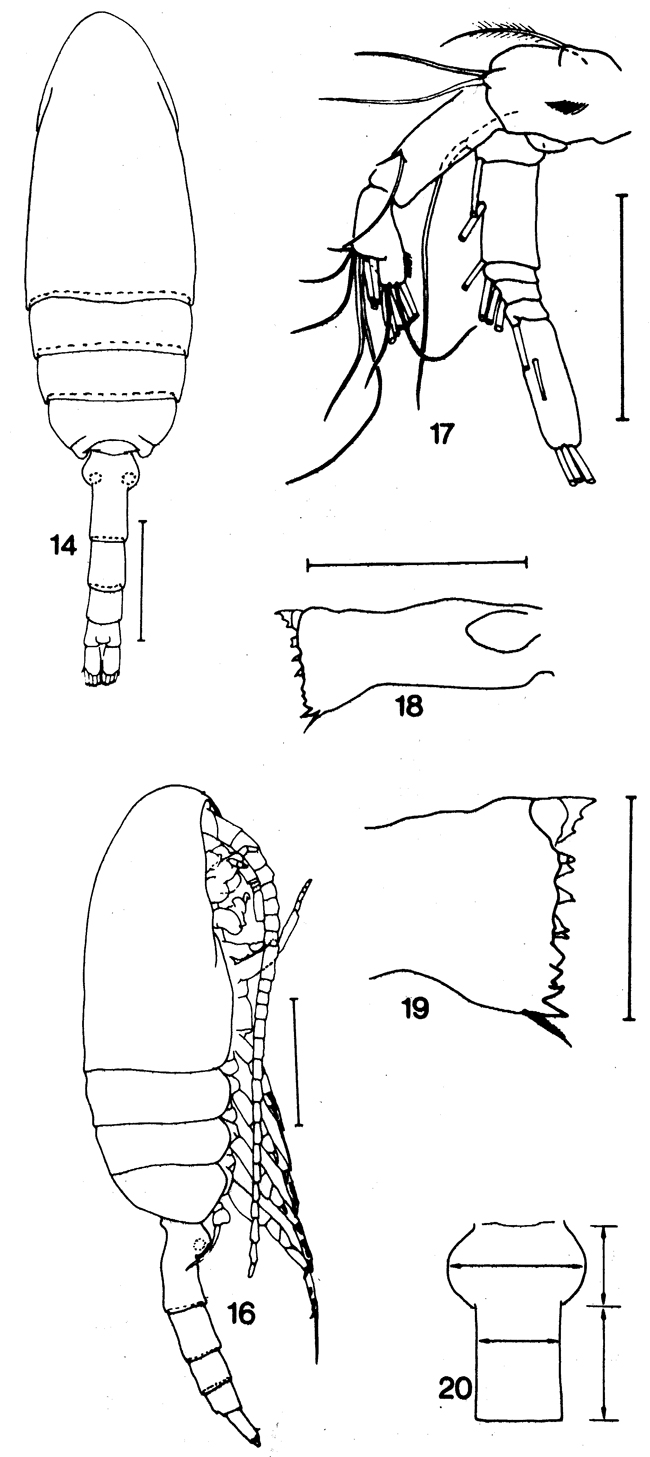 Espce Drepanopus forcipatus - Planche 6 de figures morphologiques