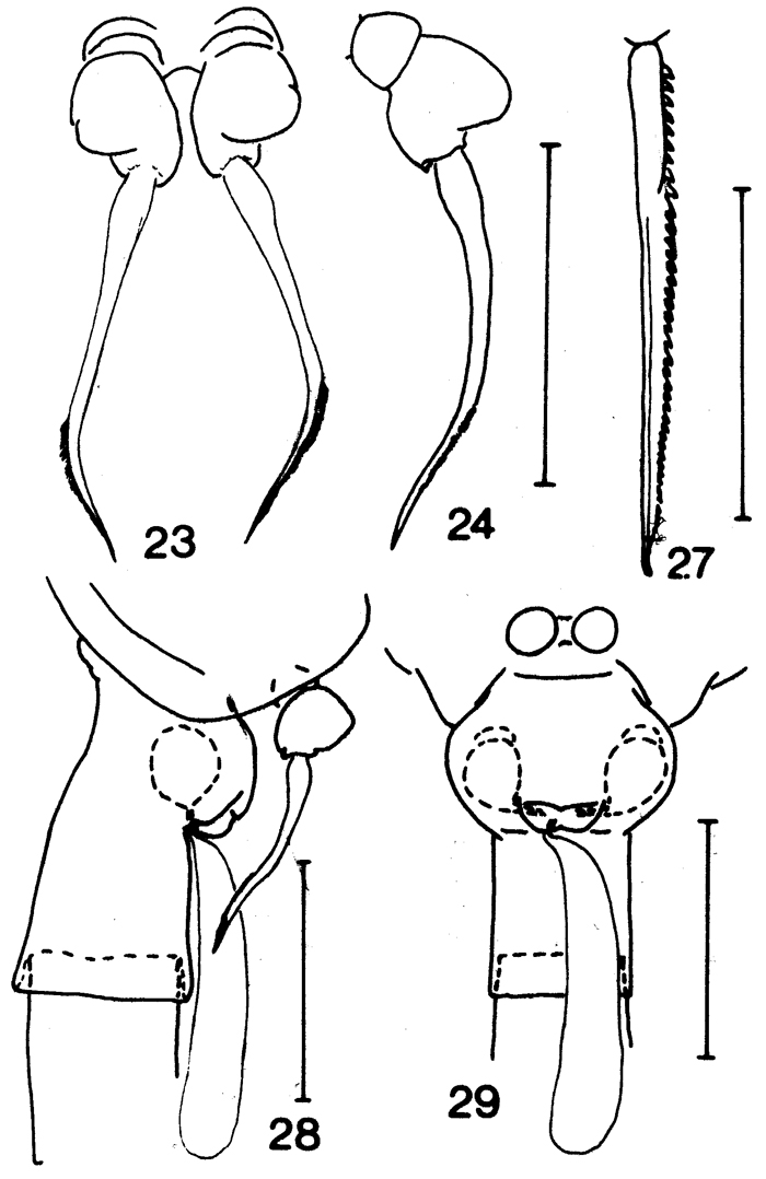 Species Drepanopus forcipatus - Plate 7 of morphological figures