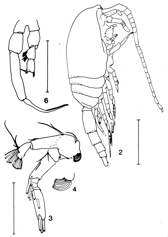 Espce Drepanopus forcipatus - Planche 8 de figures morphologiques