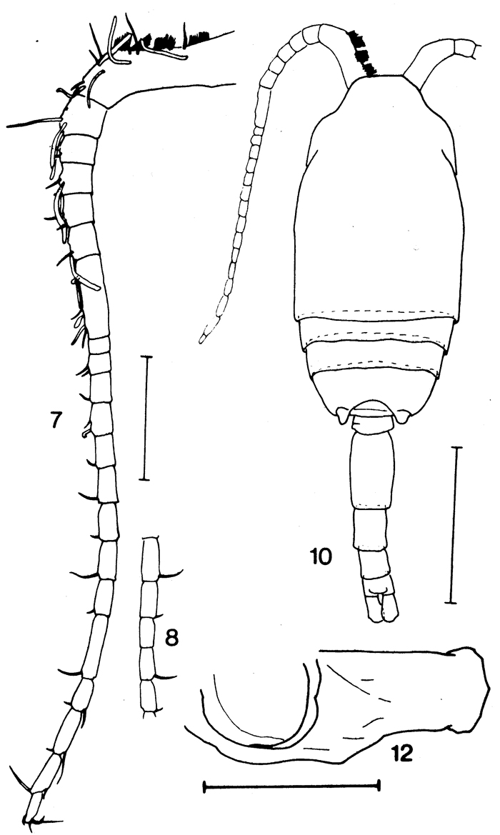 Espce Drepanopus forcipatus - Planche 9 de figures morphologiques