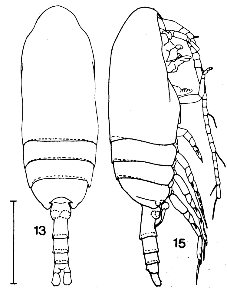 Espce Drepanopus pectinatus - Planche 3 de figures morphologiques