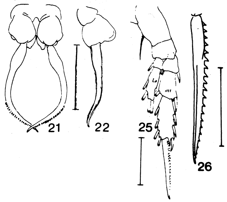 Espce Drepanopus pectinatus - Planche 4 de figures morphologiques