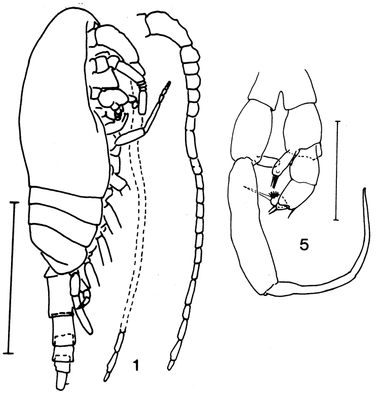 Espce Drepanopus pectinatus - Planche 5 de figures morphologiques